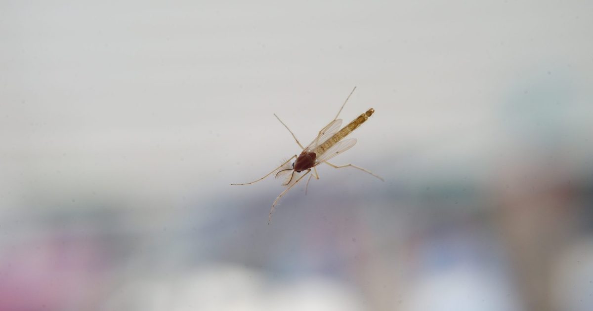 Close up of a small biting insect hovering against a soft blurred background