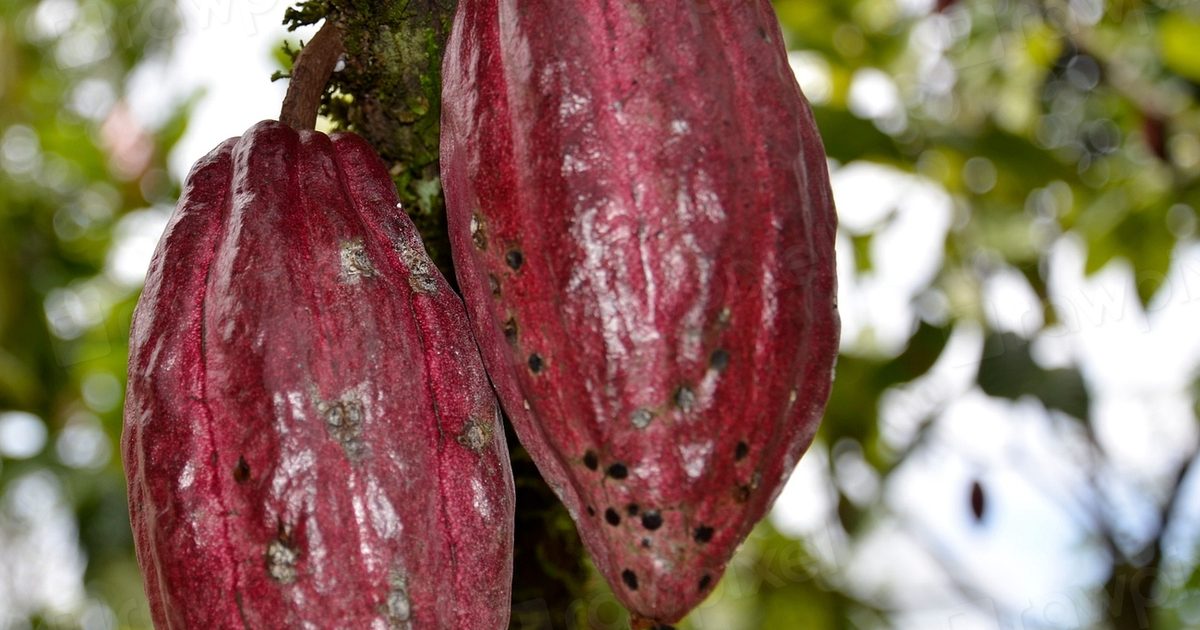 Ripe red cacao pods hanging from the trunk of a cacao tree