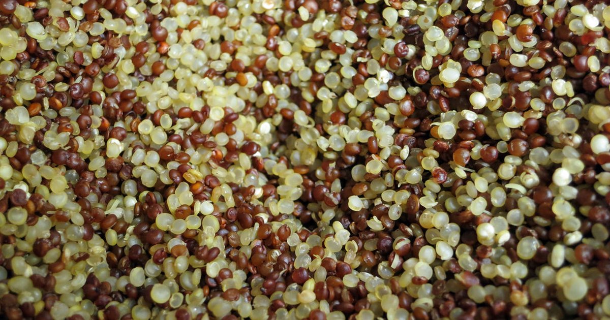 A close up of red and white quinoa grains