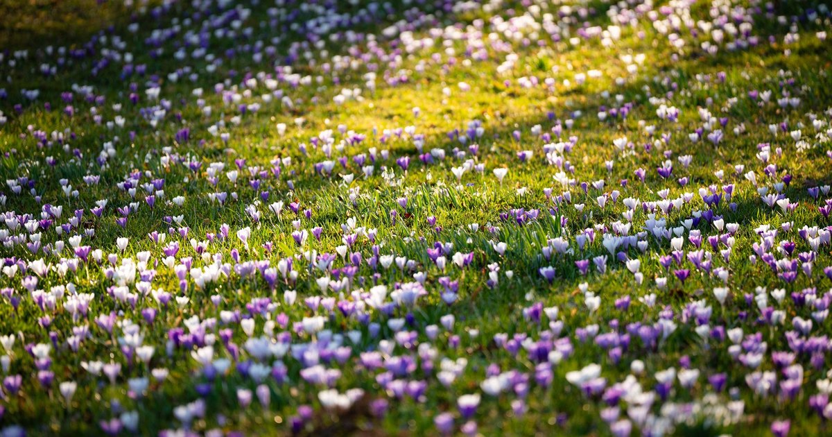 Spring wildflowers and grass in bloom, the start of hayfever season
