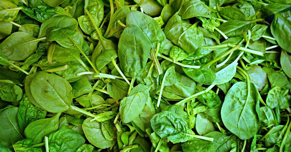 A pile of fresh spinach leaves