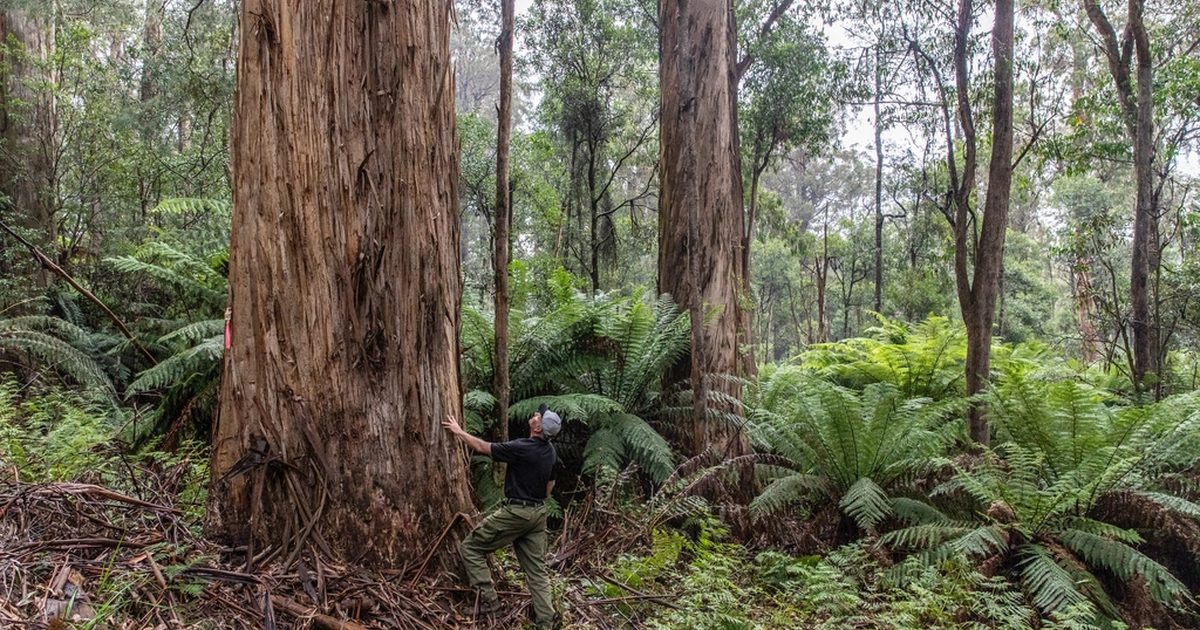 Tall eucalyptus trees and tree ferns in an Australian forest