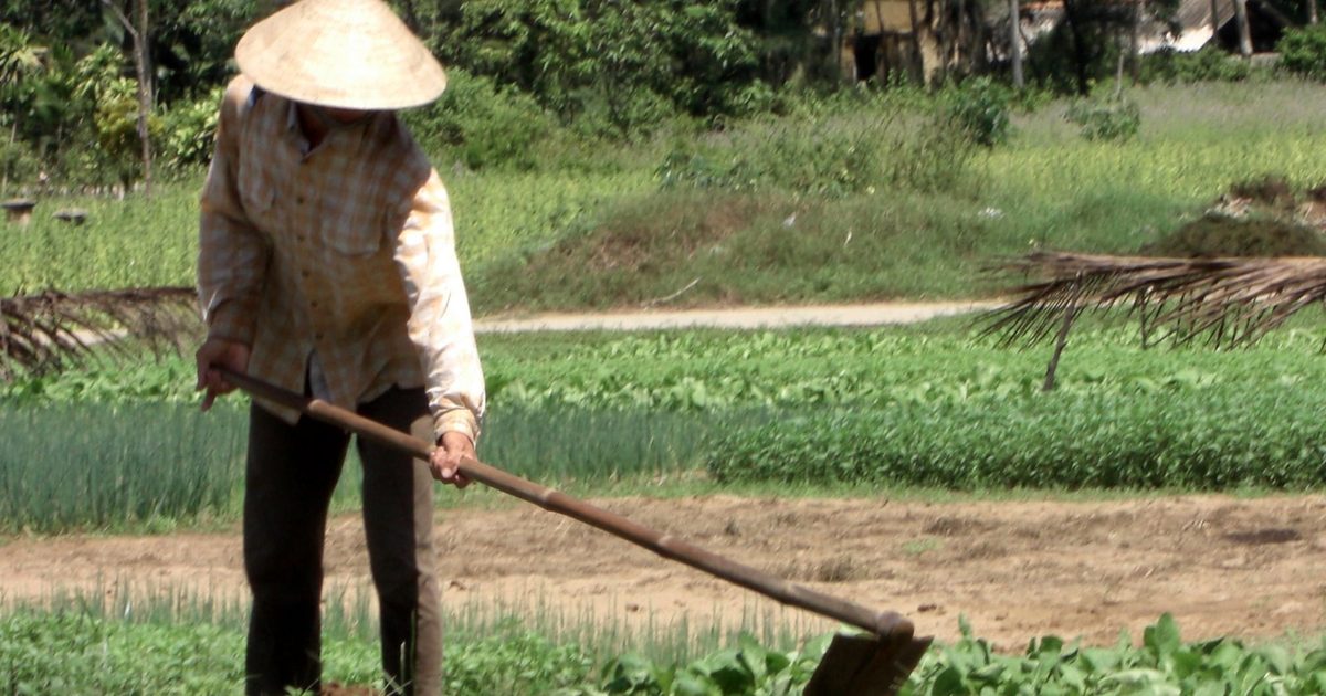 A farmer working the soil between rows of vegetables