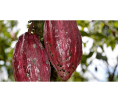 Ceremonial cacao, cacao powder and cocoa, and which one to buy