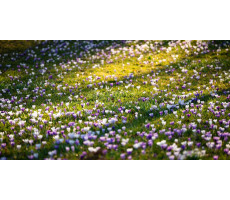 Hayfever season in Sydney, and what actually helps