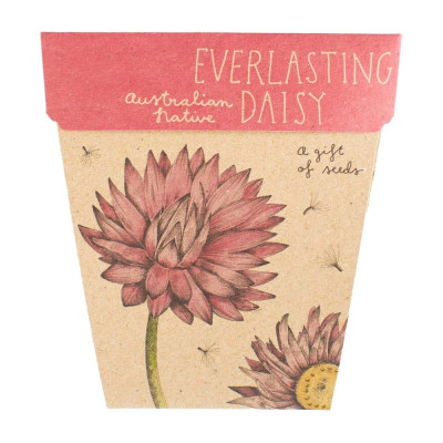 Gift Of Seeds - Everlasting Daisy by SOW 