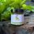 Organic Miso Paste - Wild Lemon Myrtle & Chickpea 200g by ZIGGY'S WILD FOOD